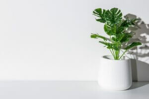 Monstera deliciosa eli Jättipeikonlehti