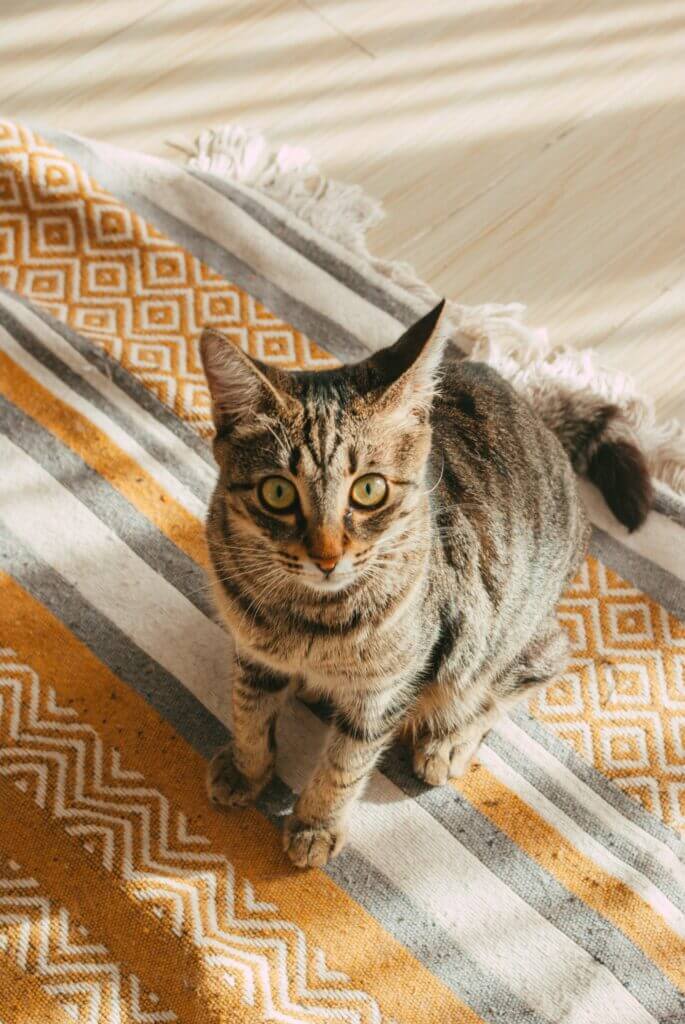 Kissa matolla